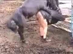 Experienced obese whore getting drilled hard by a horse in this xxx homemade brute sex film